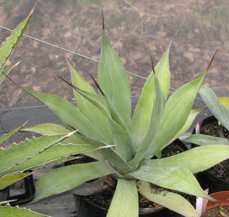 Palmaris Agave weberi