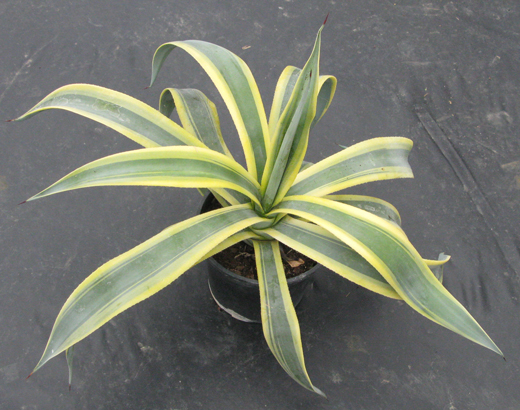 Pépinière Palmaris Agave weberi marginata "Arizona star"