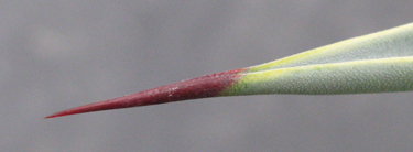 Pépinière Palmaris Agave weberi marginata "Arizona star"