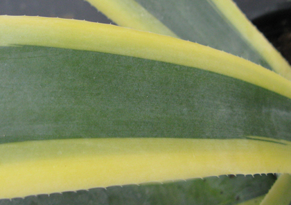 Pépinière Palmaris Agave weberi marginata "Arizona star"