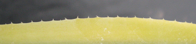 Pépinière Palmaris Agave weberi marginata "Arizona star"