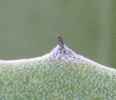 Pépinière Palmaris Agave weberi spinosa