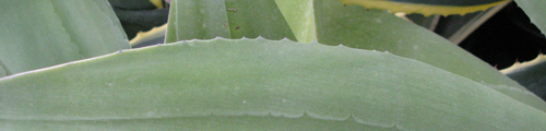 Pépinière Palmaris Agave weberi spinosa