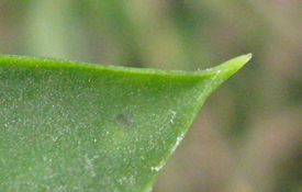 pépinière Palmaris Agave wendtii