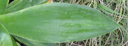 pépinière Palmaris Agave wendtii