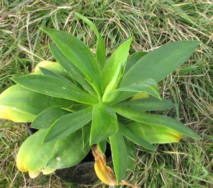 pépinière Palmaris Agave wendtii