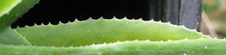 pépinière Palmaris Agave wendtii