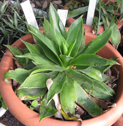 pépinière Palmaris Agave wendtii Van der Meer