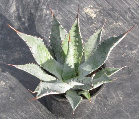 pépinière Palmaris Agave wocomahi