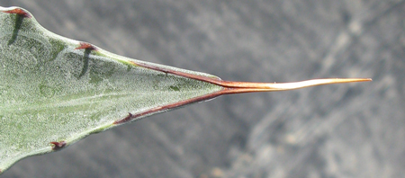 pépinière Palmaris Agave wocomahi