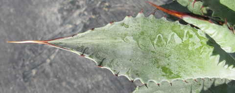 pépinière Palmaris Agave wocomahi