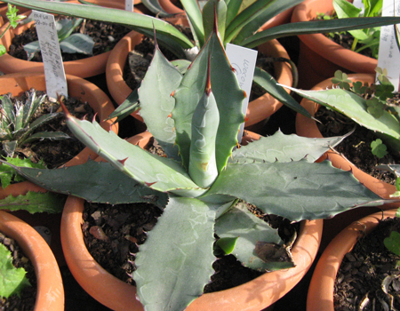 pépinière Palmaris Agave wocomahi Van der Meer