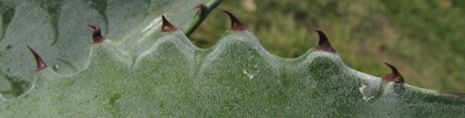 pépinière Palmaris Agave wocomahi