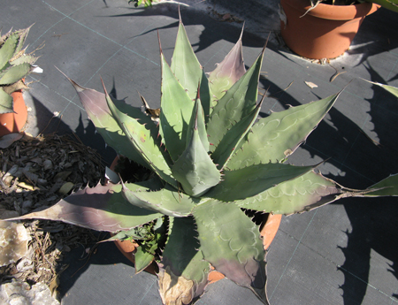 pépinière Palmaris Agave wocomahi Van der Meer