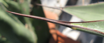 pépinière Palmaris Agave wocomahi Van der Meer