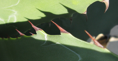 pépinière Palmaris Agave wocomahi Van der Meer