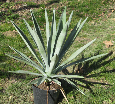 Pépinière Palmaris Agave X canavillesii