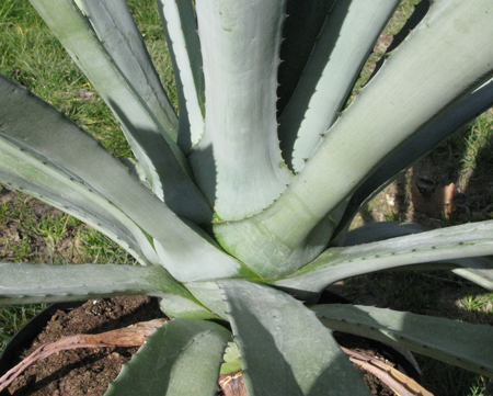 Pépinière Palmaris Agave X canavillesii