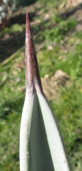 Pépinière Palmaris Agave X canavillesii