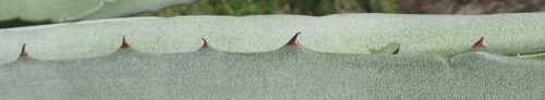 Pépinière Palmaris Agave X canavillesii