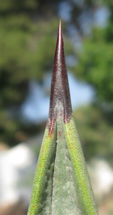 Pépinière Palmaris Agave X canavillesii