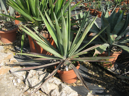 Pépinière Palmaris Agave X canavillesii Van der Meer