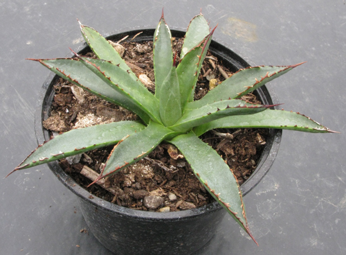 Pépinière Palmaris Agave X "dianita"