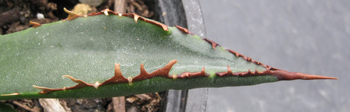 Pépinière Palmaris Agave X "dianita"