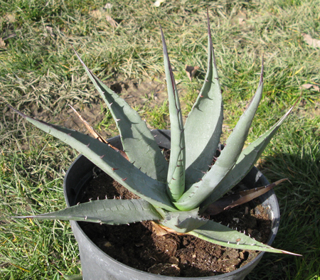 Pépinière Palmaris Agave X gracilipes