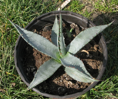 Pépinière Palmaris Agave X gracilipes