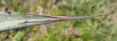 Pépinière Palmaris Agave X gracilipes