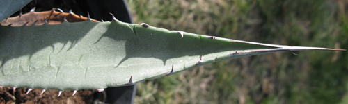 Pépinière Palmaris Agave X gracilipes