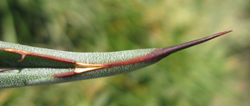 Pépinière Palmaris Agave X gracilipes