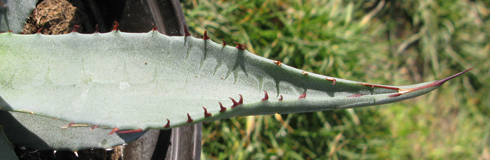 Pépinière Palmaris Agave X gracilipes