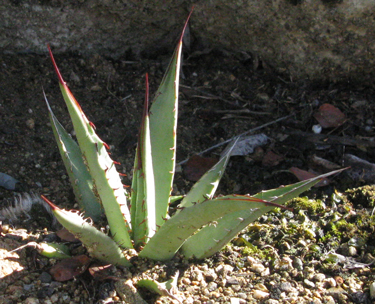 Pépinière Palmaris Agave X gracilipes Lespinet