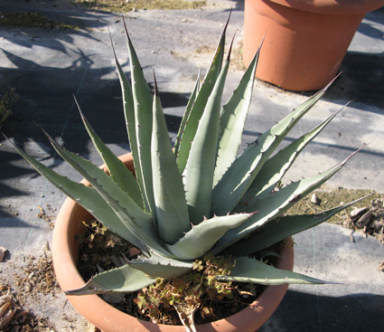 Pépinière Palmaris Agave X gracilipes Van der Meer