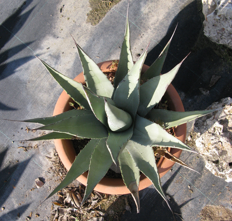 Pépinière Palmaris Agave X gracilipes Van der Meer