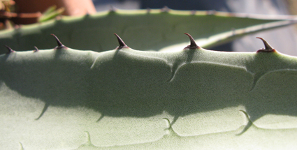 Pépinière Palmaris Agave X gracilipes Van der Meer