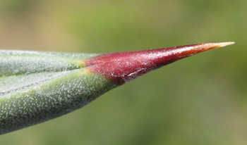 Pépinière Palmaris Agave X murpheyi