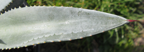 Pépinière Palmaris Agave X murpheyi Navarro