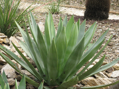 Pépinière Palmaris Agave X murpheyi Lalonde