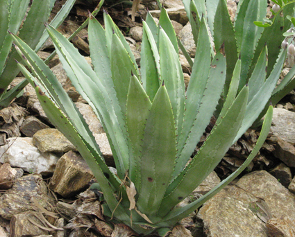 Pépinière Palmaris Agave X murpheyi Lalonde