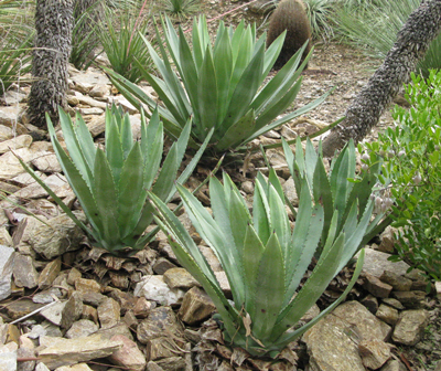 Pépinière Palmaris Agave X murpheyi Lalonde