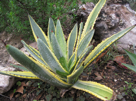 Pépinière Palmaris Agave X murpheyi marginata Navarro