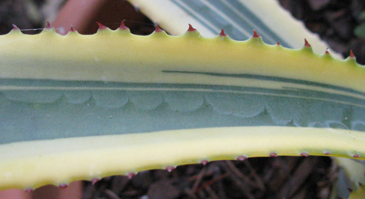 Pépinière Palmaris Agave X murpheyi marginata Navarro