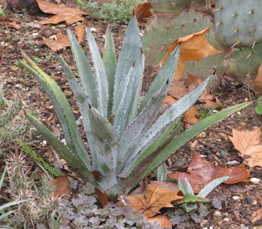 Pépinière Palmaris Agave X murpheyi Navarro