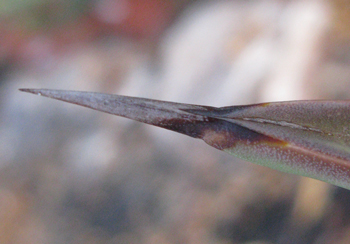 Pépinière Palmaris Agave X murpheyi