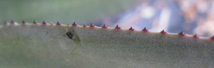 Pépinière Palmaris Agave X murpheyi