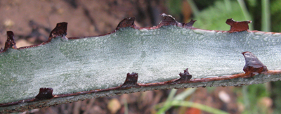 Pépinière Palmaris Agave x peacocki bleue Navarro