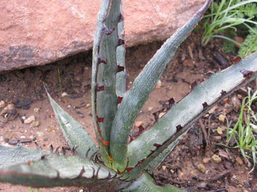 Pépinière Palmaris Agave x peacocki bleue Navarro